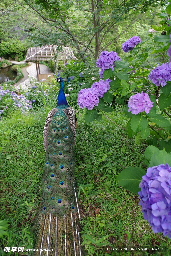 孔雀漫步于繁花绿植间