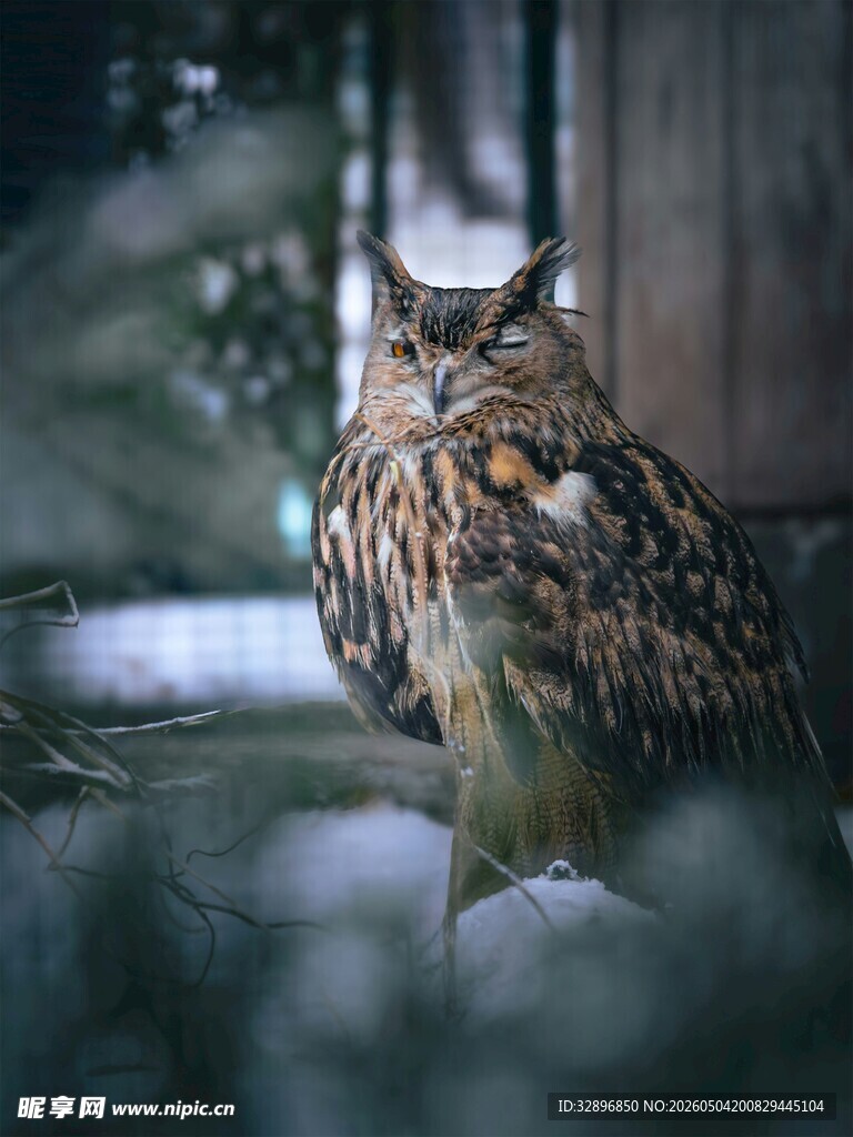 雪地中的猫头鹰