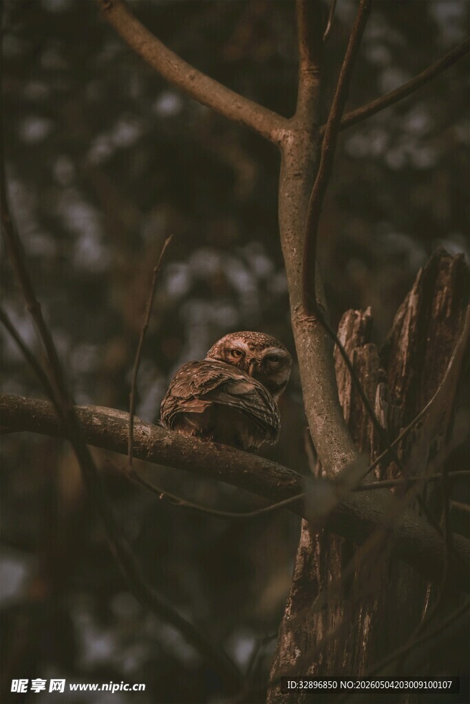 树枝间的隐匿猫头鹰