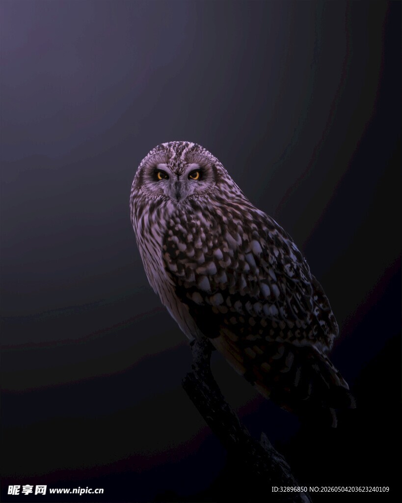 暗夜中的猫头鹰