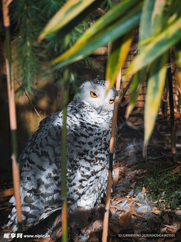 竹林中休憩的可爱猫咪