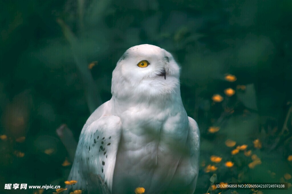 雪地中的白色猫头鹰
