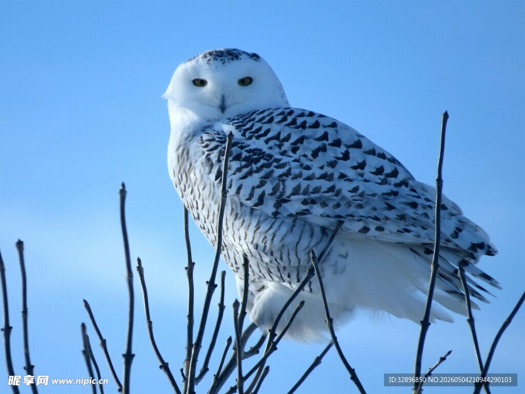 雪鸮栖息于枝头