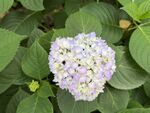 绣球花绽放绿叶间