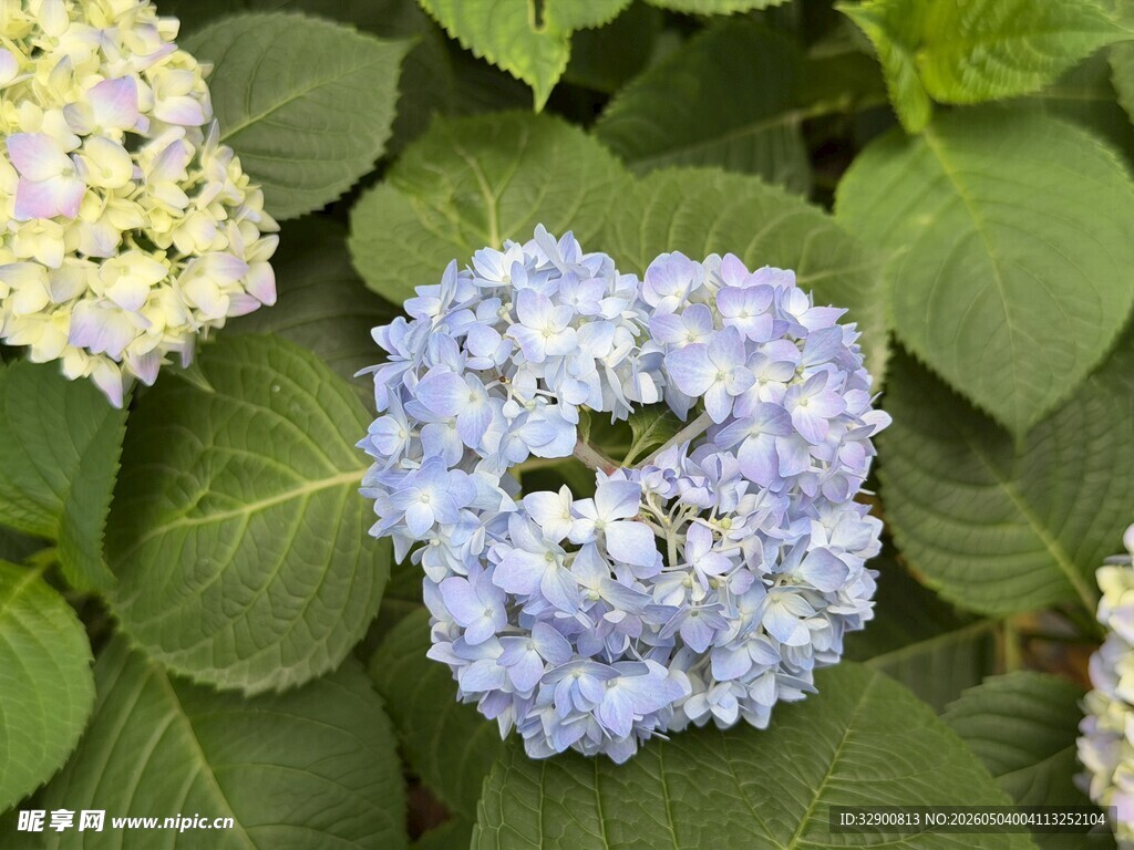 蓝白绣球花绽放