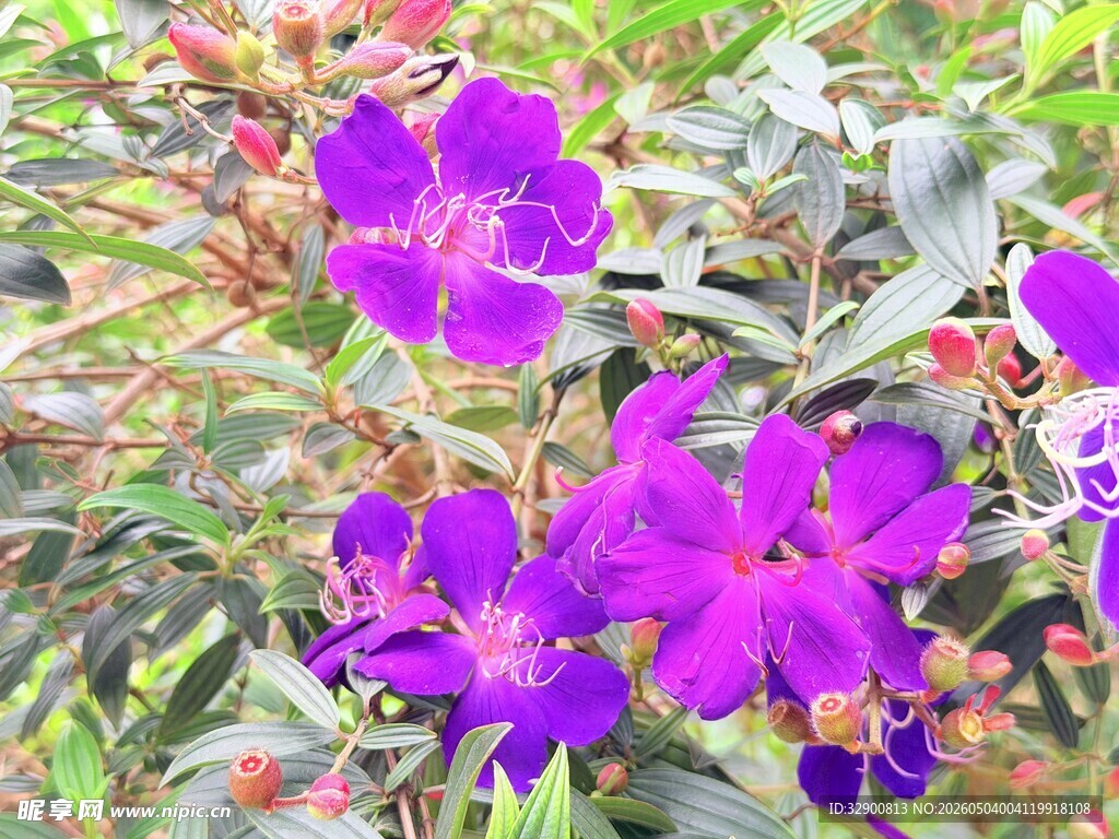 紫色花绽放