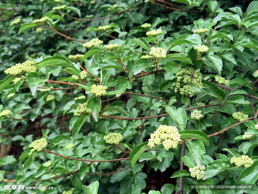 斑叶植物特写