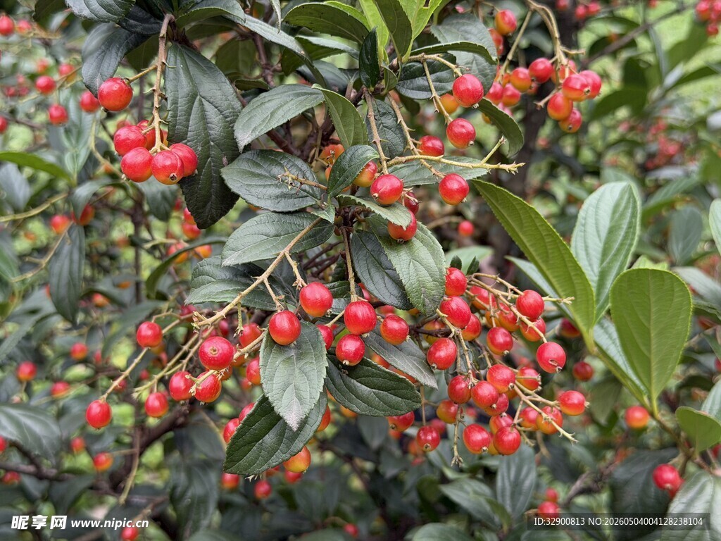 红果绿叶的美丽植物景象