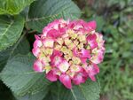 多彩绣球花绽放