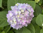 淡紫色绣球花绽放