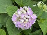 淡紫色绣球花绽放