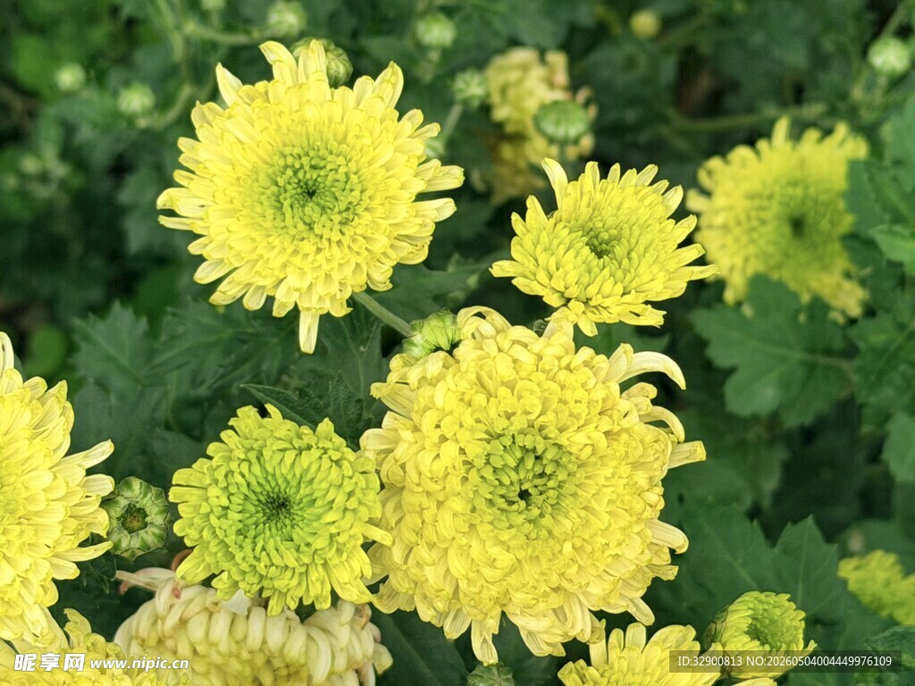 黄色菊花绽放生机