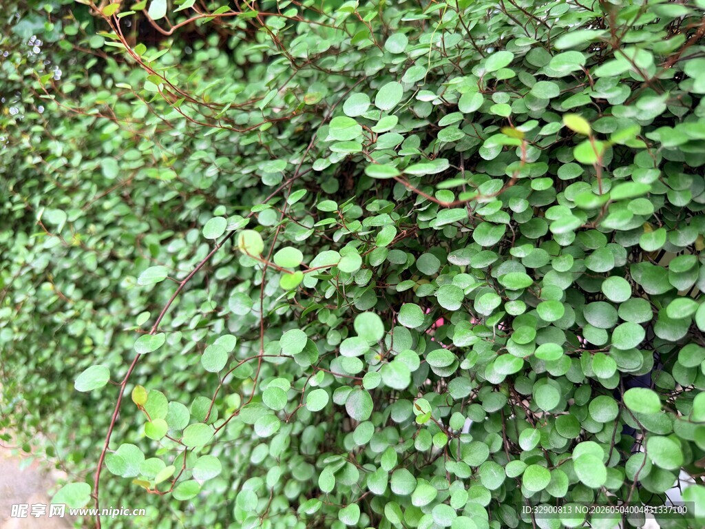 翠绿繁茂的常春藤植物