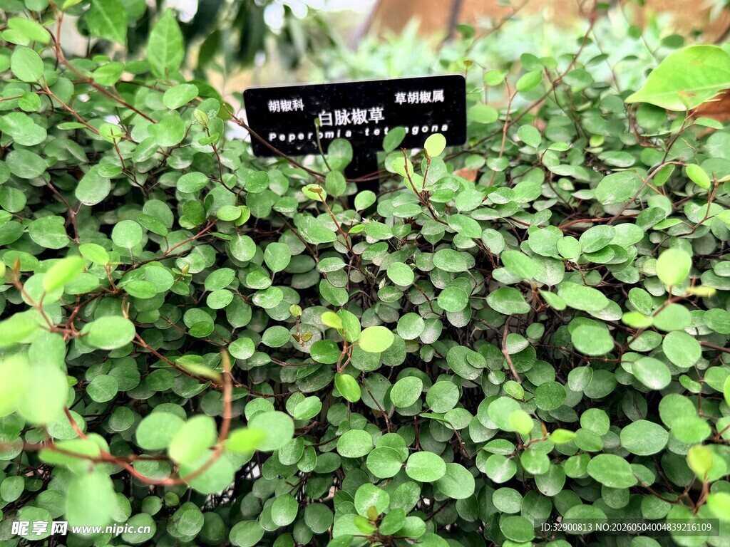 肾叶天胡荽植物特写