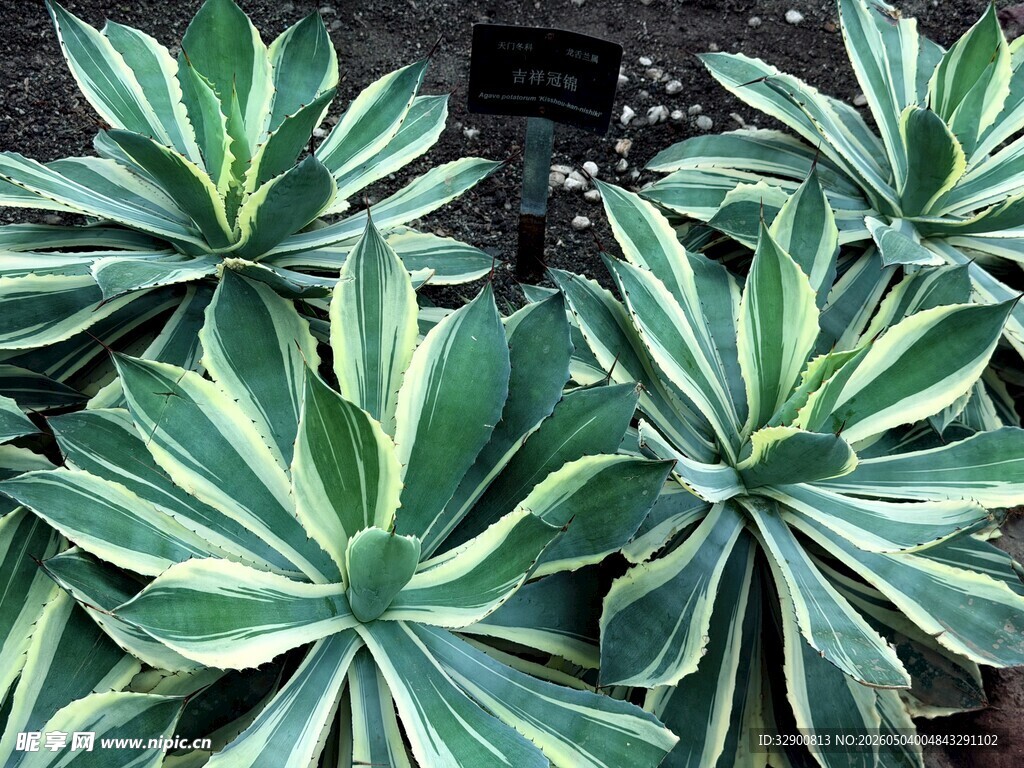 金边龙舌兰植物特写