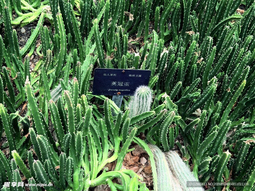 翠绿仙人掌植物展示