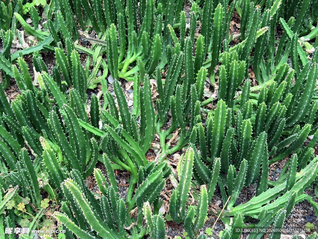 翠绿仙人掌植物景观