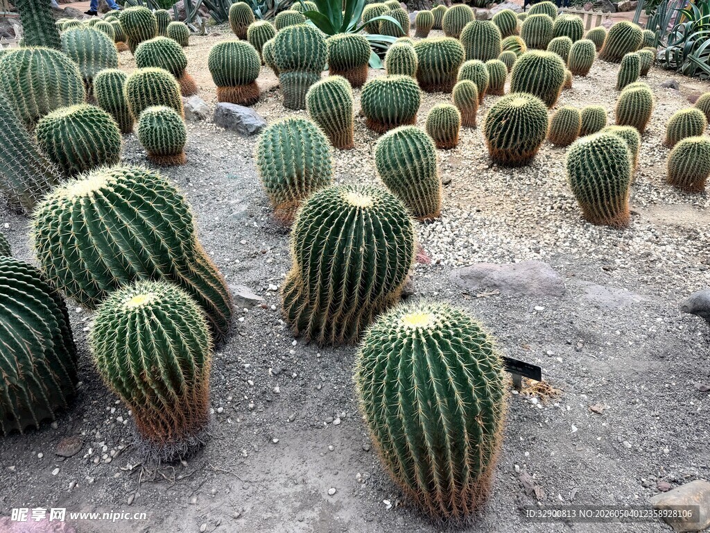 仙人球种植园的蓬勃生机