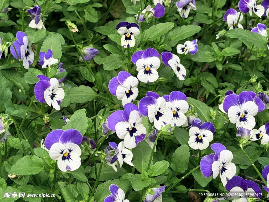 紫白三色堇花丛特写