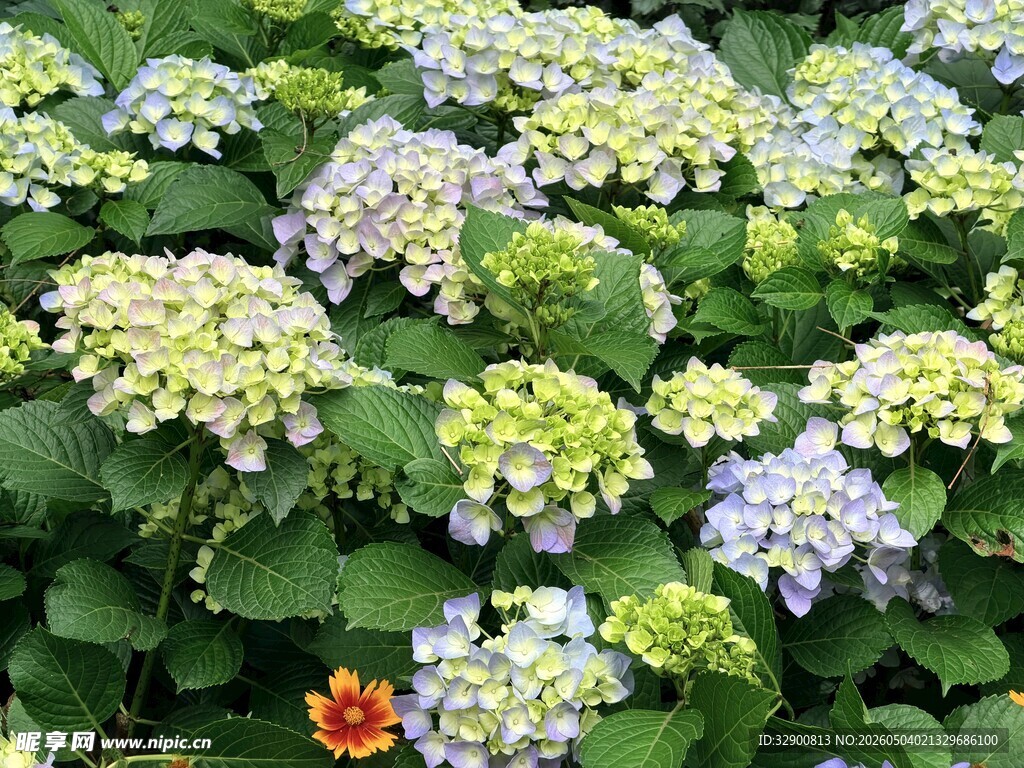 多彩绣球花绽放美景