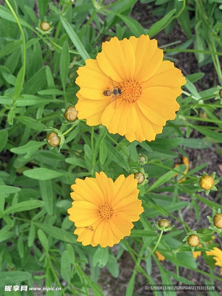 草地上的两朵黄色小花