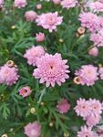 粉色菊花