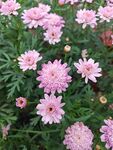 粉色菊花
