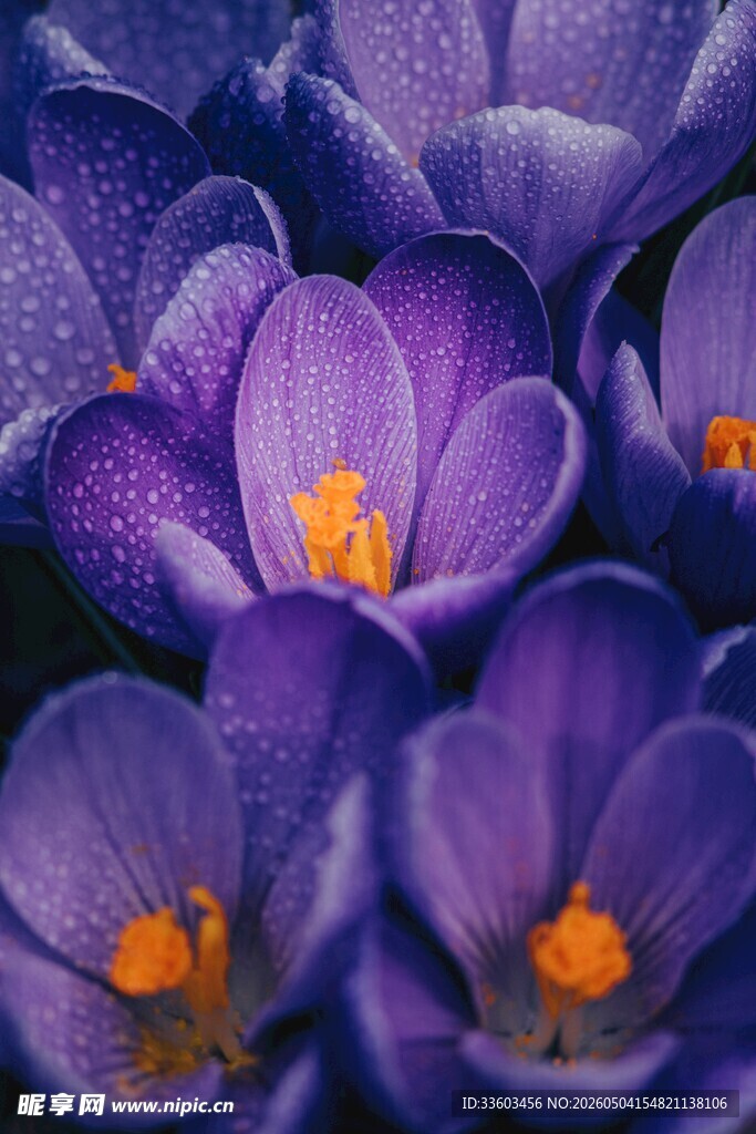 紫色番红花特写