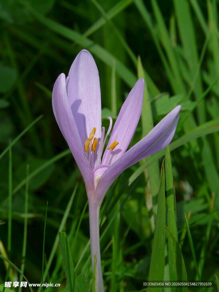 紫色番红花绽放于草丛