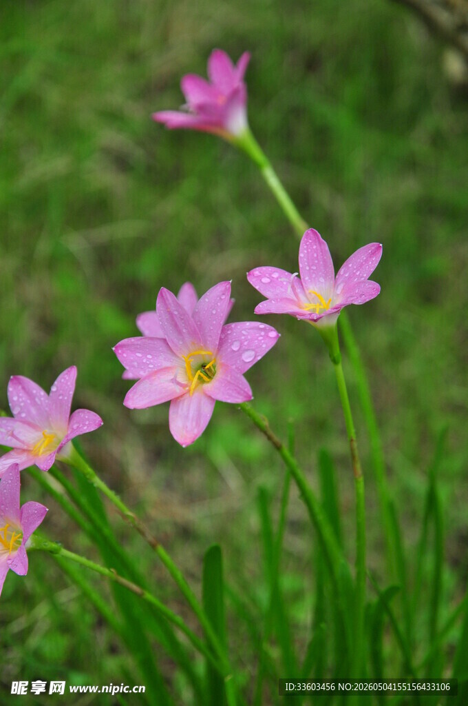 草丛中的美丽粉色韭莲花