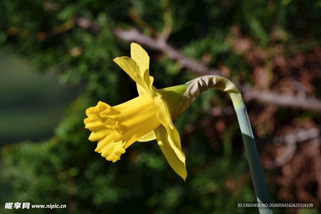 黄色单枝水仙花特写