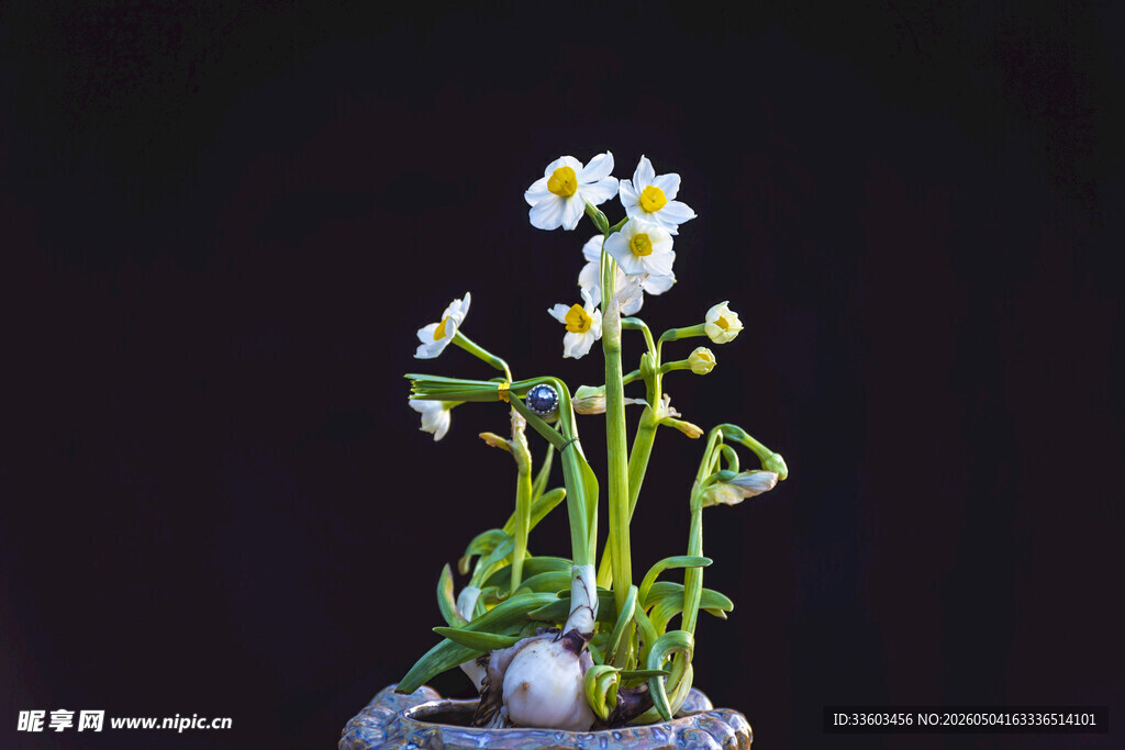 精致盆栽水仙花