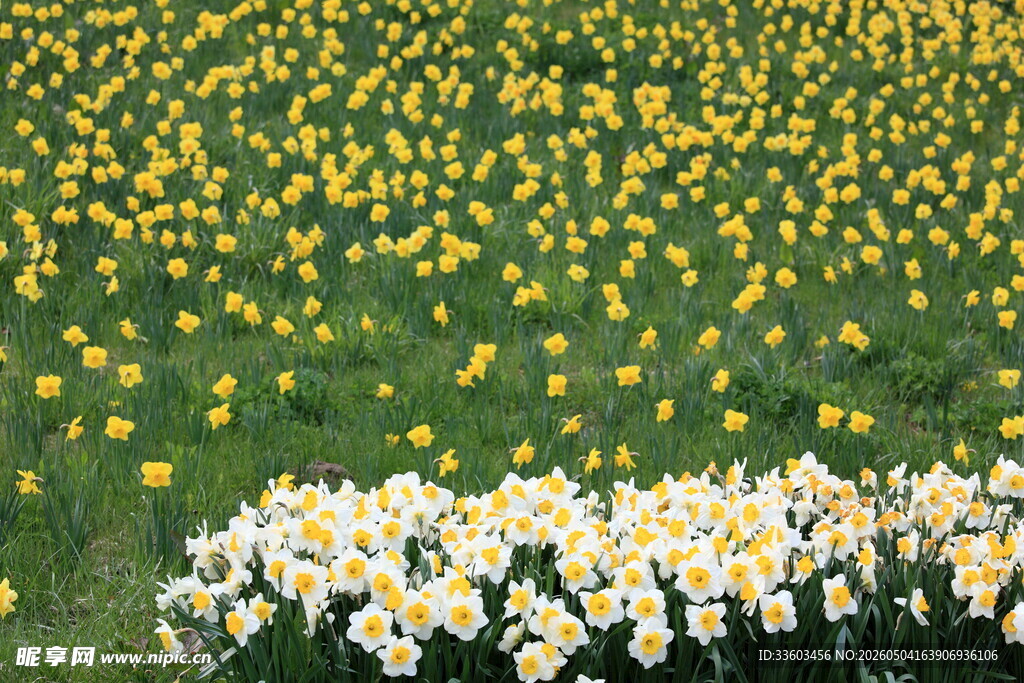 春日花海黄白花朵绽放