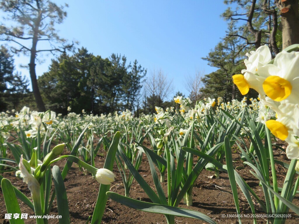 春日水仙花海绽放