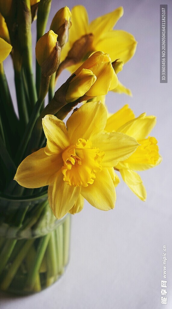 花瓶中的黄色水仙花