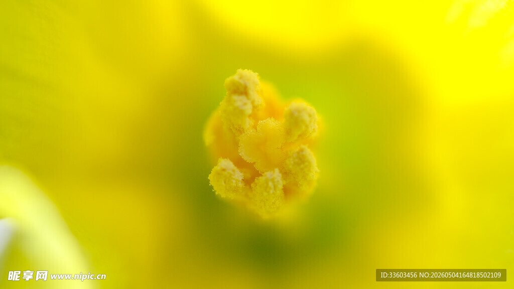 黄色花蕊特写