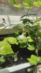 室内绿植盆栽展示
