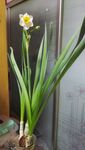 室内绽放的清新水仙花