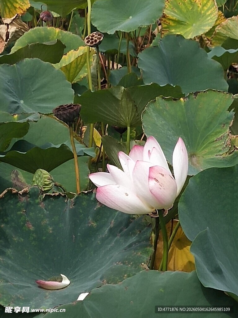 绽放的荷花与荷叶美景