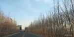 冬日空旷道路旁的枯树林