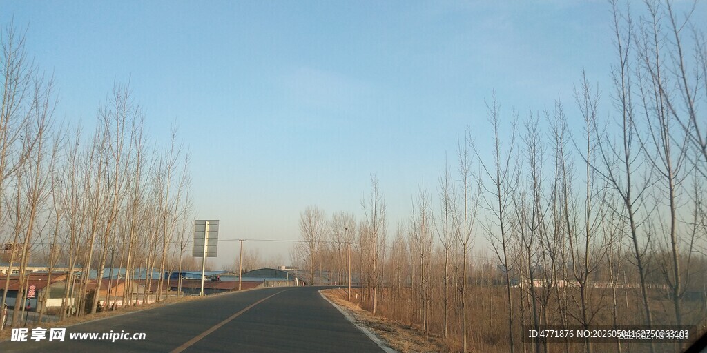 冬日空旷公路旁萧瑟树林