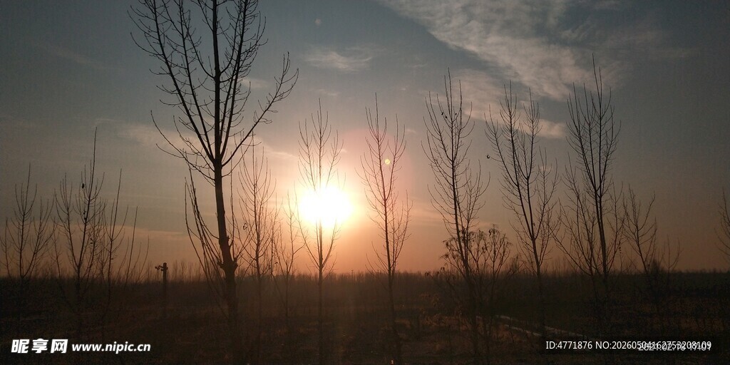夕阳下的枯树景观