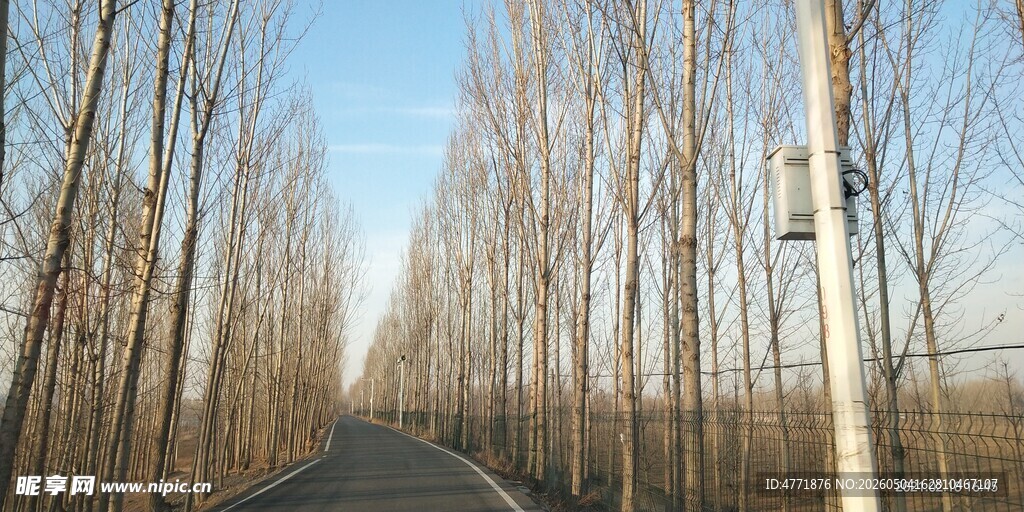 冬日林间小路