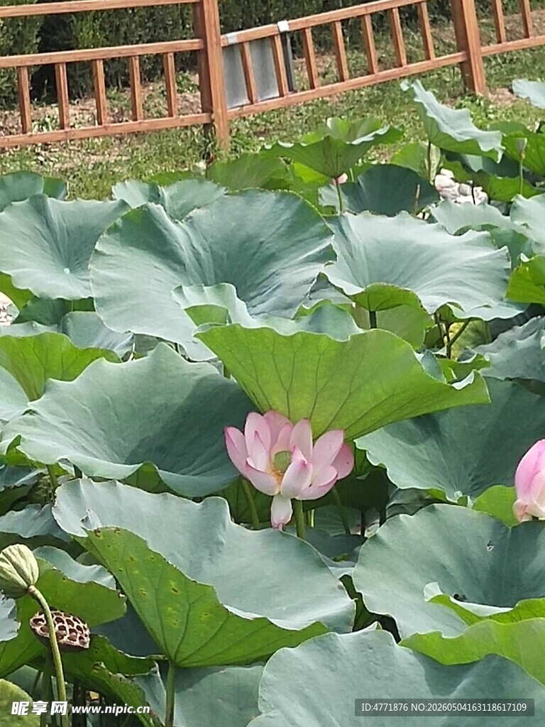 夏日荷塘中的娇艳荷花