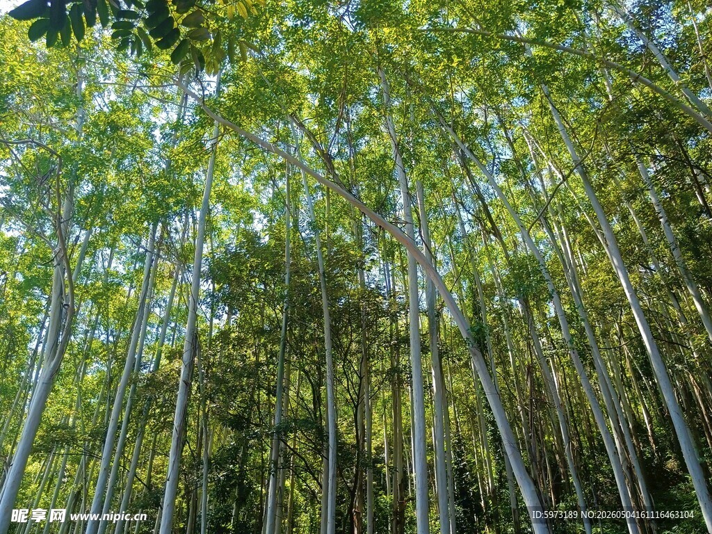 茂密森林中的挺拔树木