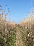 田野间的小径
