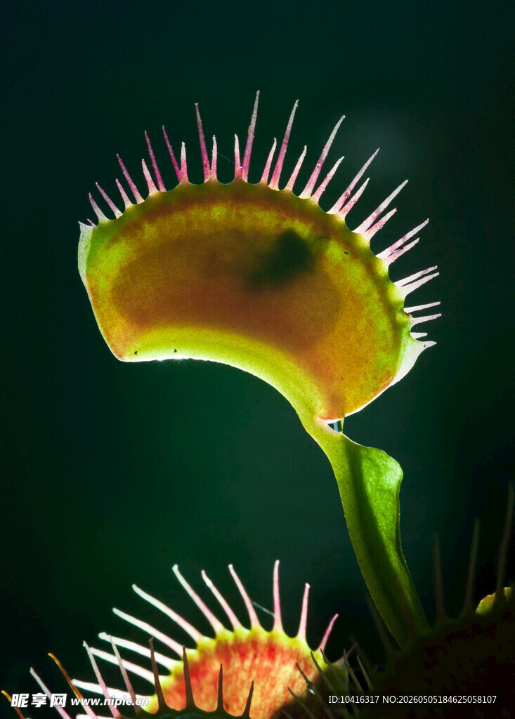 捕蝇草特写