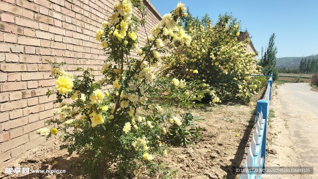墙边绽放的绚烂黄色花卉