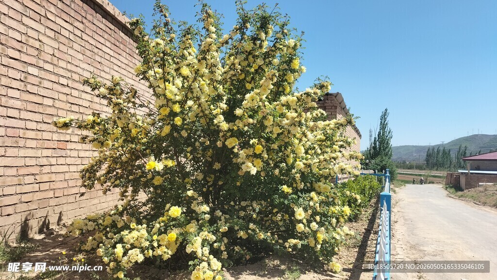 砖墙旁枝繁叶茂的绿色植物