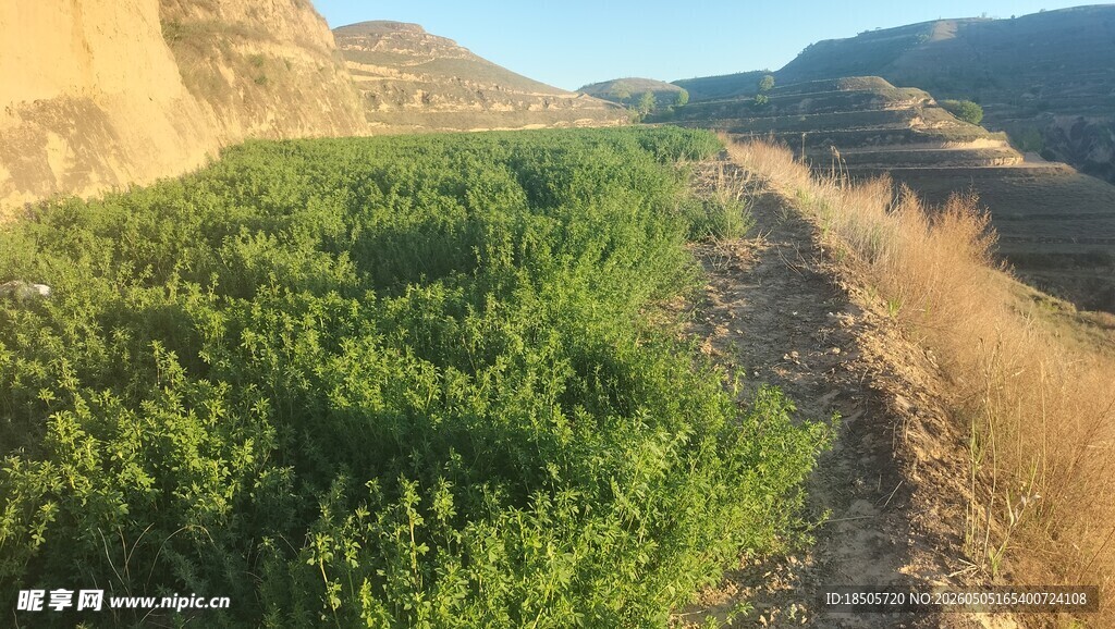 山间繁茂绿植与荒芜小径